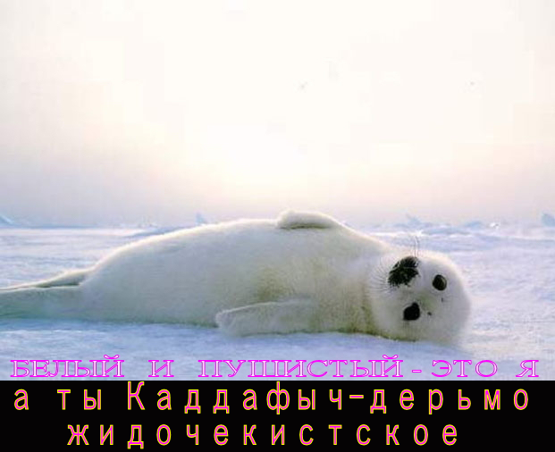 На “козла опущения” Владимира Каддафыча вешают всех “дохлых собак” ,но он с упорством идиота продолжает доказывать Западу свою “белопушистость”.