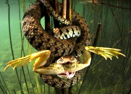 Праздник в серпентарии.. “Правоохранительные жабы-оборотни в погонах сношают едва вылупившихся из яиц гадючек олигархии, а те шипят и огрызаются!”