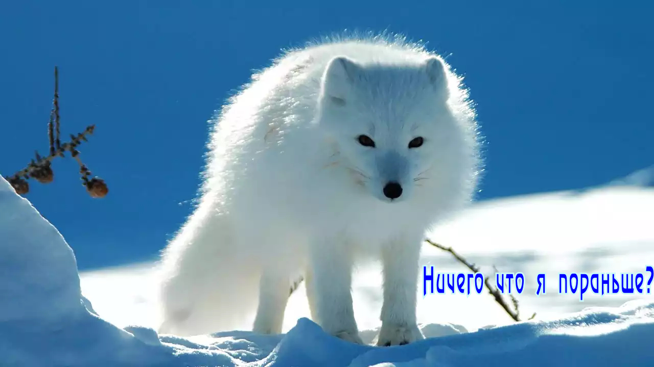 Кризис 2017 года: белый и пушистый.