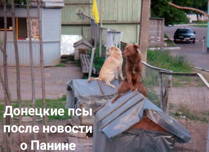 Новости издевательств над Донбасским ополчением.. Донецкие псы сильно приуныли после сообщения о приезде Панина.