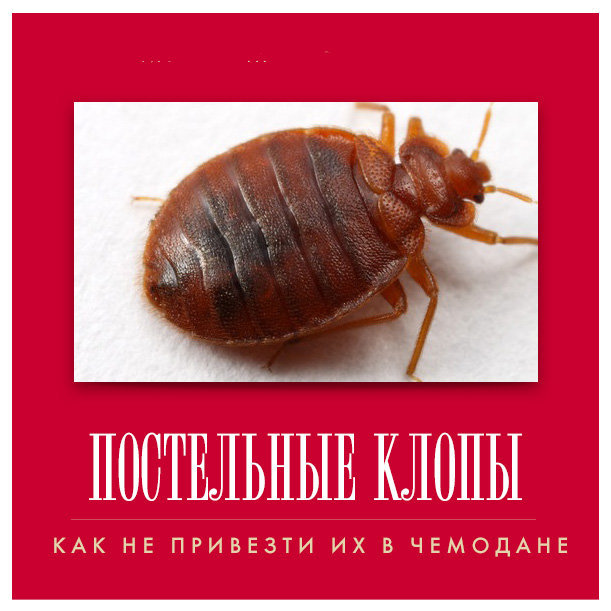 Москва в шоке: город оккупировали полчища тропических постельных клопов.. За 20 лет правления, чекист-многонационалист В.Путин завёз в РФ более 20 млн. чурбанов из Ср.Азии и др.стран, которые завезли соотвественно более 100 млн. клопов; вот поэтому Москвабад и чешится сильнее Гондураса.